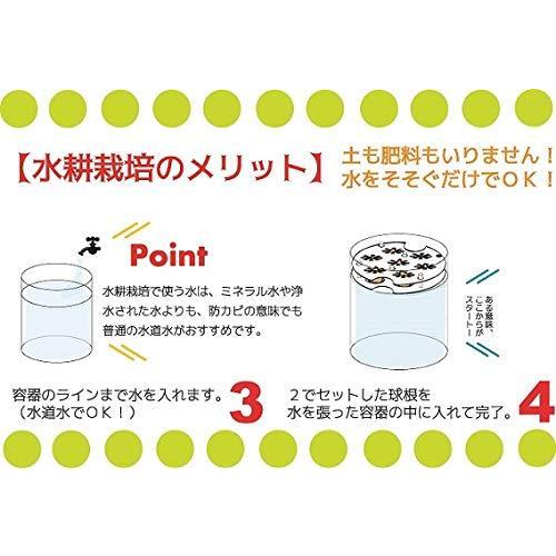 植物まるはだか ミニチューリップ球根水栽培セット 水栽培キット 土いらず お水を入れて 球根セットするだけ じっくり観察 水替え簡単 S Kaマート 通販 Yahoo ショッピング
