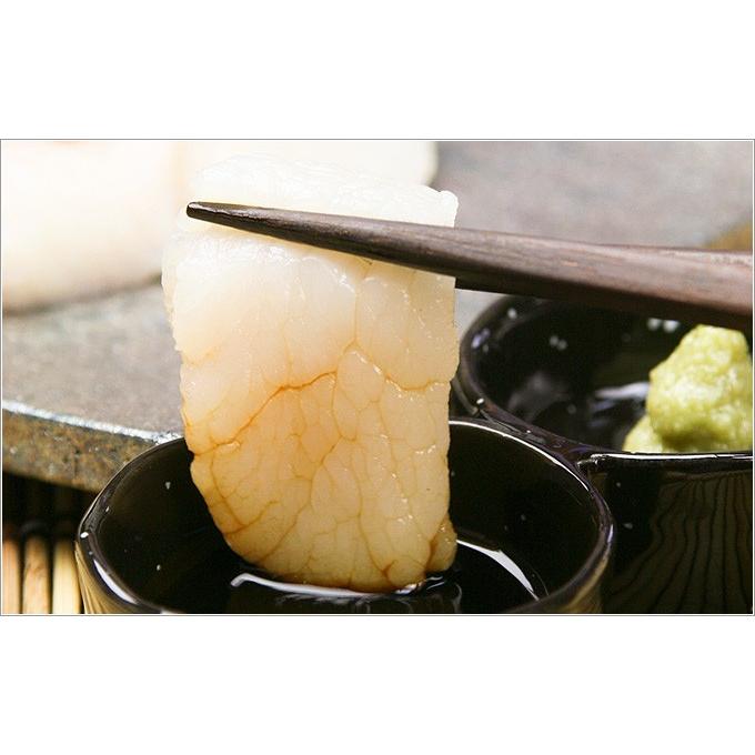 大きな貝、約100歳　約20 × 25 × 20センチ￼ 大きな貝、約100歳 約20 × 25 × 20センチ￼