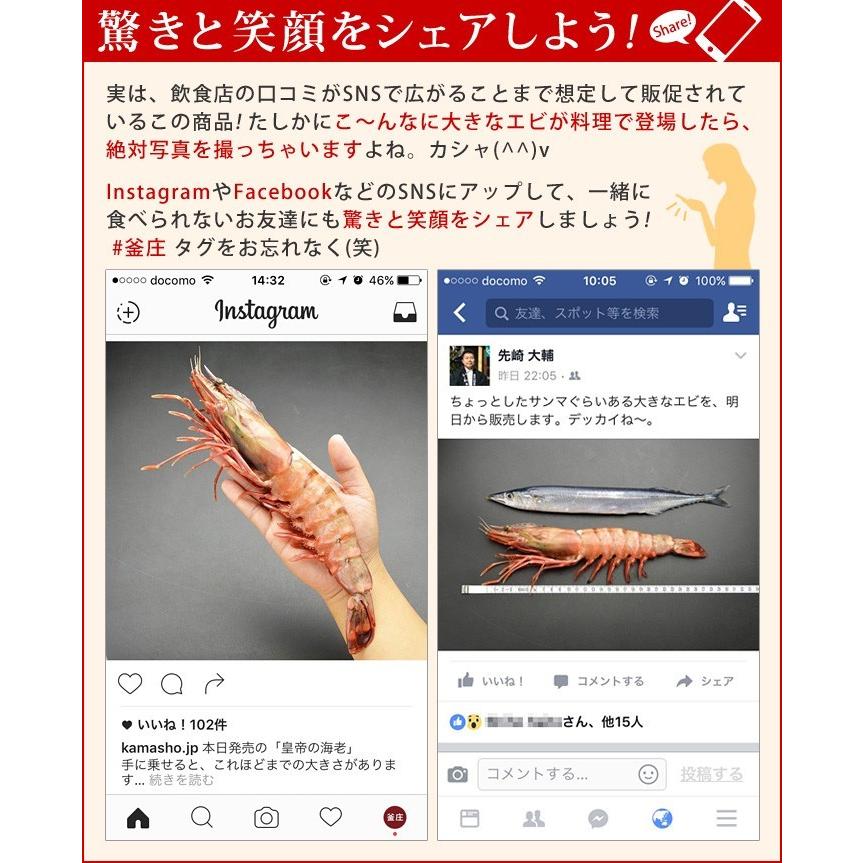 大海老 超特大 冷凍 シータイガー ジャンボエビ 皇帝の海老 有頭えび 単品 1尾230-289g 約30-32cm 個包装 特大エビ 敬老の日 プレゼント |  | 09