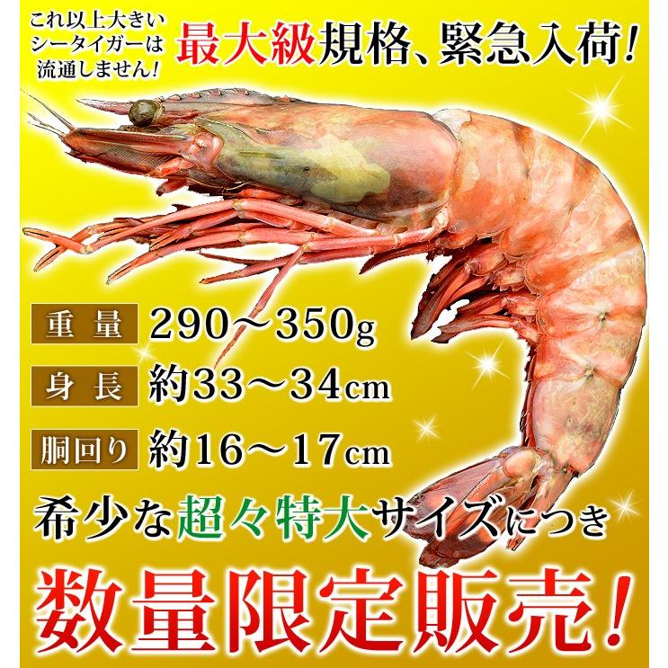 最大級規格 皇帝の海老 天然 シータイガー 超々特大サイズ エビ えび 海老 冷凍 2尾セット 1尾あたり290-350g 約33-34cm 個包装パック