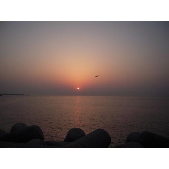 チェジュ生マッコリ 6本セット　乳酸菌生きている (代理店直送で安心)