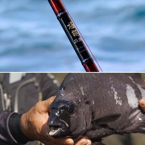 ☆程度良好☆シマノ 極翔 石鯛 振出竿 540-T/SHIMANO 極翔(きょくしょう) 石鯛[KYOKUSYO ISHIDAI] | 底物 | 磯・防波堤