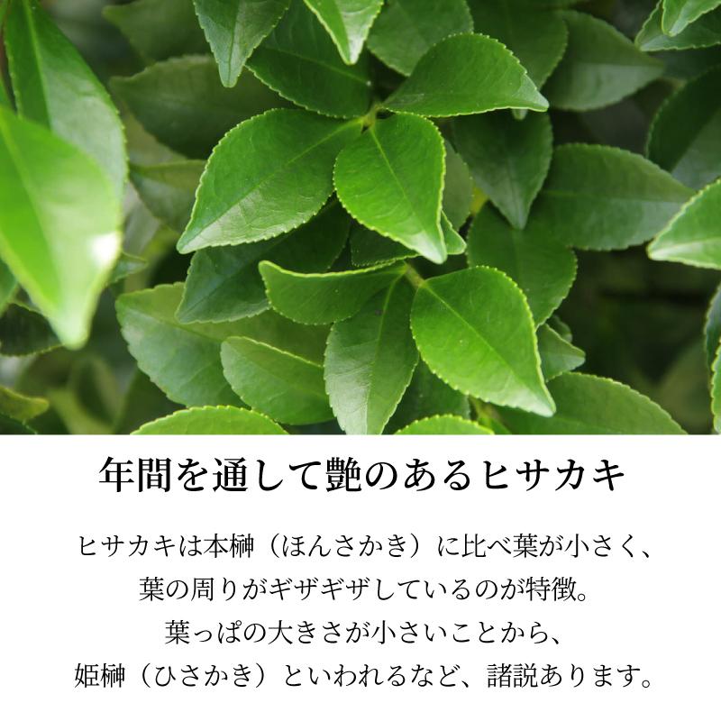 神棚の里 神棚 榊 お供え生榊 八丈榊 ミニ 一対 純国産 榊 モダン神具に合う 小さめ : 神棚神具の専門店・神棚の里 - 通販 ...