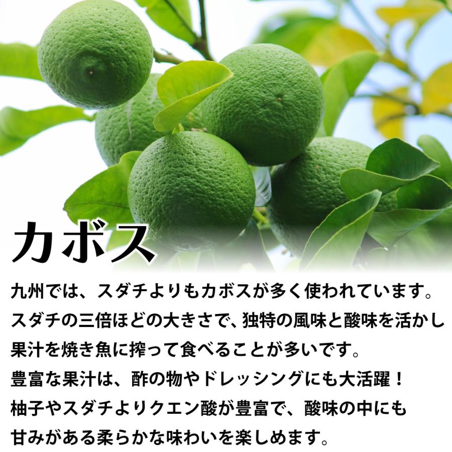 かぼす カボス 苗木 【自宅で簡単】鉢植え 接ぎ木苗 ポット植え かぼす カボス 苗木 【自宅で簡単】鉢植え 接ぎ木苗 ポット植え