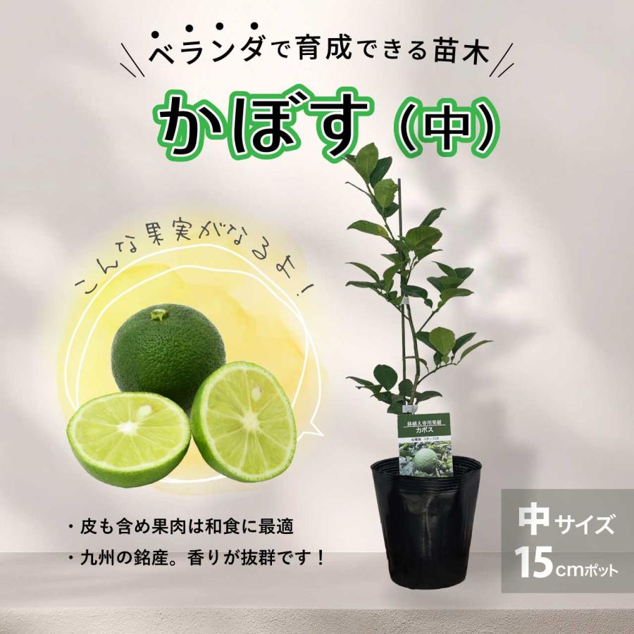 かぼす カボス 苗木 【自宅で簡単】 ２年生苗 鉢植え 接ぎ木苗 ポット植え [中] 15cmポット 柑橘 家庭菜園 【ベランダで育成】｜kamiharu-engei｜02