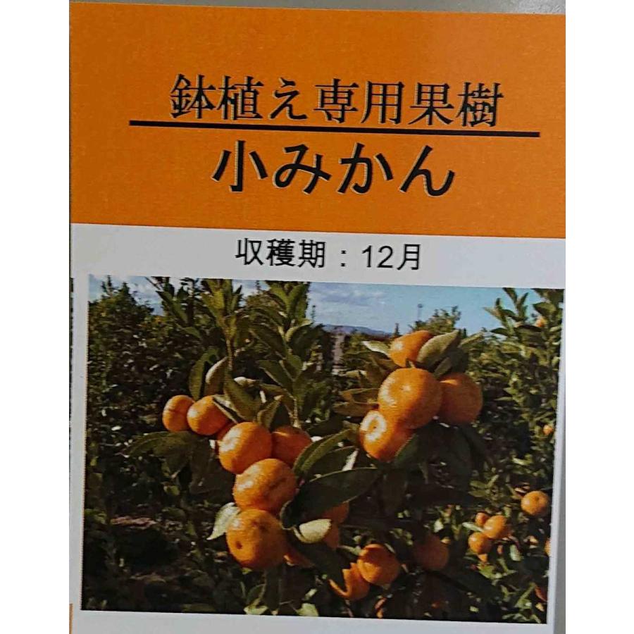 みかん 苗木 小ミカン【家庭菜園】 2年生 鉢植え 接ぎ木苗 みかん 苗木 小ミカン【家庭菜園】 2年生 鉢植え 接ぎ木苗