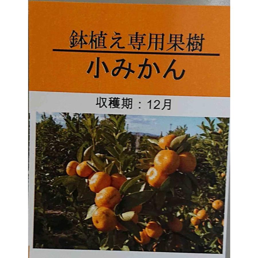 みかん 苗木 小ミカン【家庭菜園】 2年生　鉢植え 接ぎ木苗 ポット植え [中] 15cmポット 果樹 柑橘 収穫 自宅で簡単小みかん｜kamiharu-engei｜03