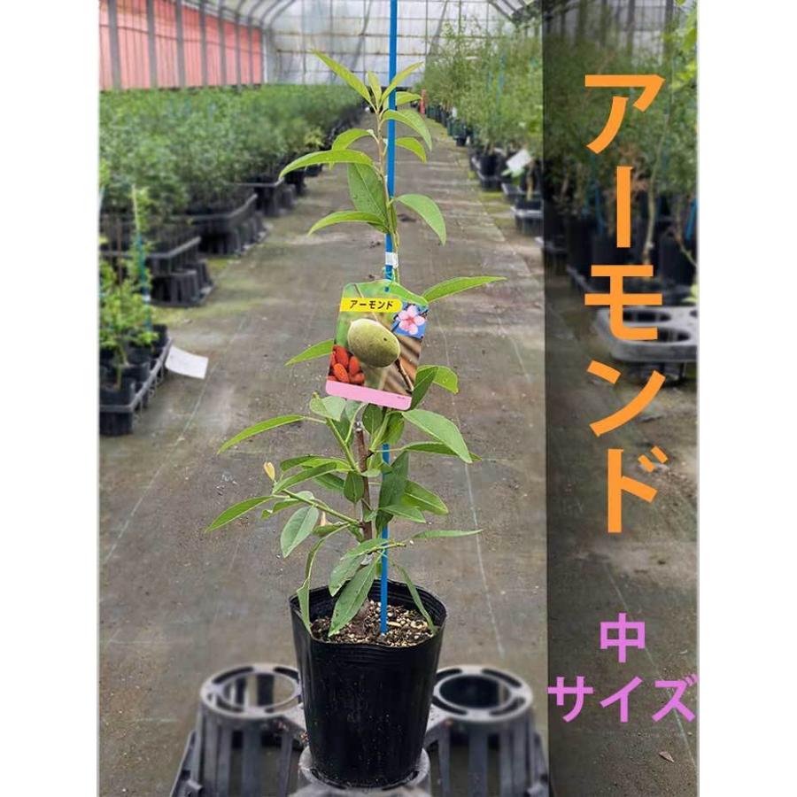 アーモンド 苗木 ダベイ種 おうちでアーモンド栽培 鉢植え 接ぎ木苗 ポット植え 中 15cmポット 落葉苗 家庭菜園 簡単 あーもんど ナッツ Amd111amd1 かみはる園芸 通販 Yahoo ショッピング