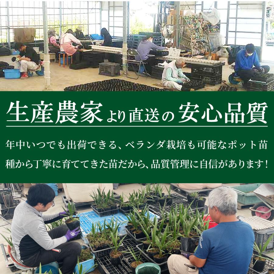 レモン 苗木 トゲなしレモン ビアフランカ [小] 9cmポット 【ベランダ