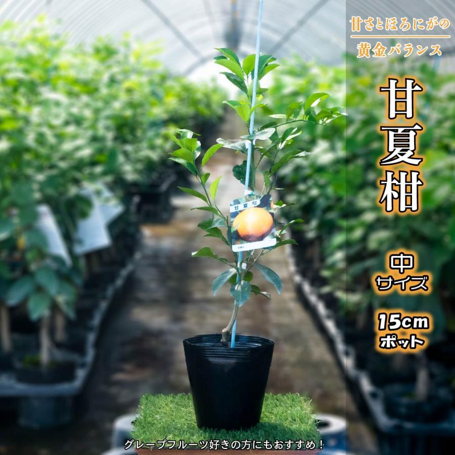 甘夏柑 あまなつ 苗木 【ベランダで育成】 鉢植え 接ぎ木苗 ポット植え