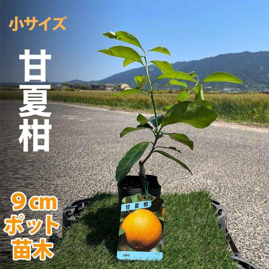 甘夏柑 あまなつ 苗木 【ベランダで育成】 鉢植え 接ぎ木苗 9cmポット