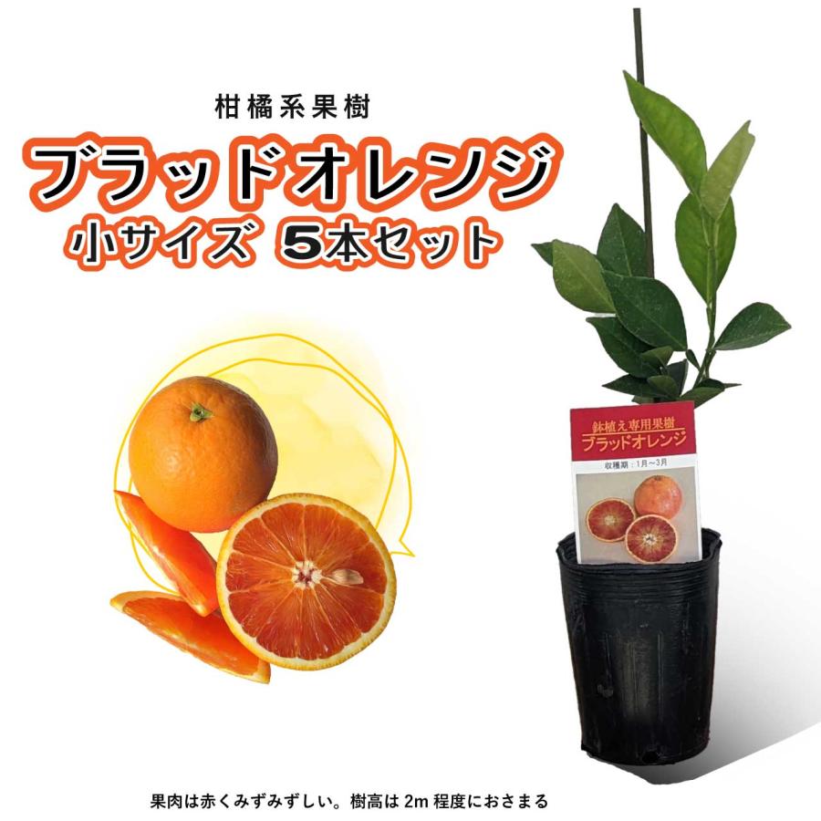 5本セット】ブラッドオレンジ 苗木 鉢植え 接ぎ木苗 ポット植え