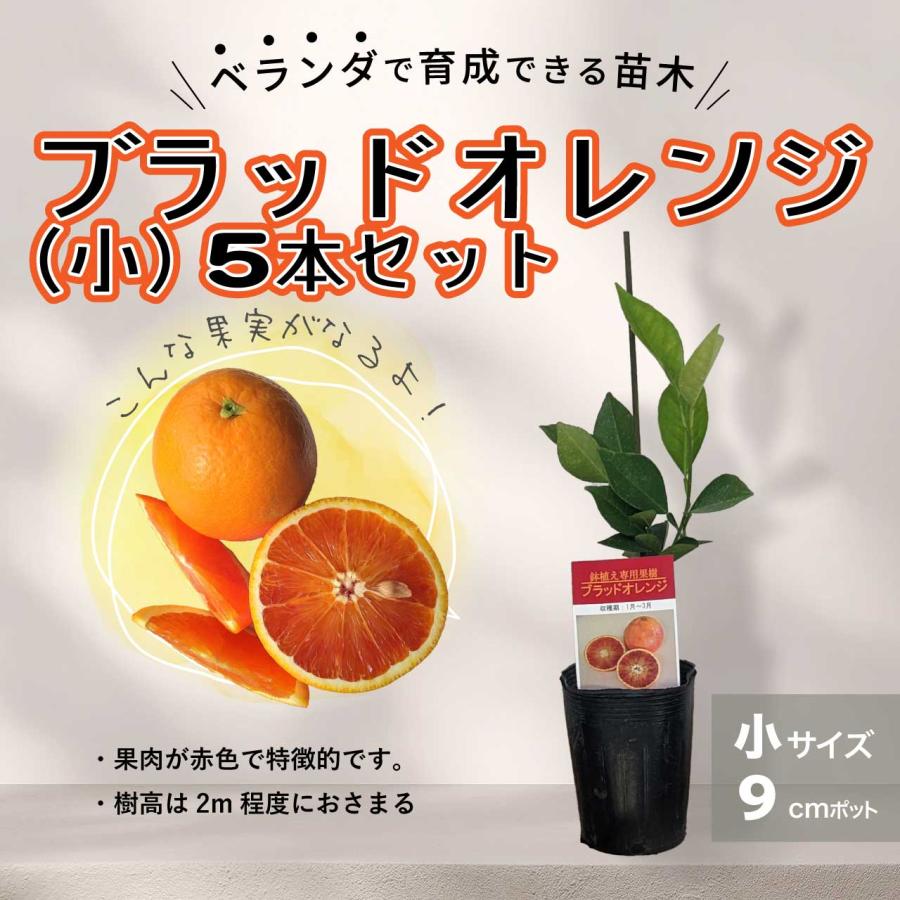 5本セット】ブラッドオレンジ 苗木 鉢植え 接ぎ木苗 ポット植え
