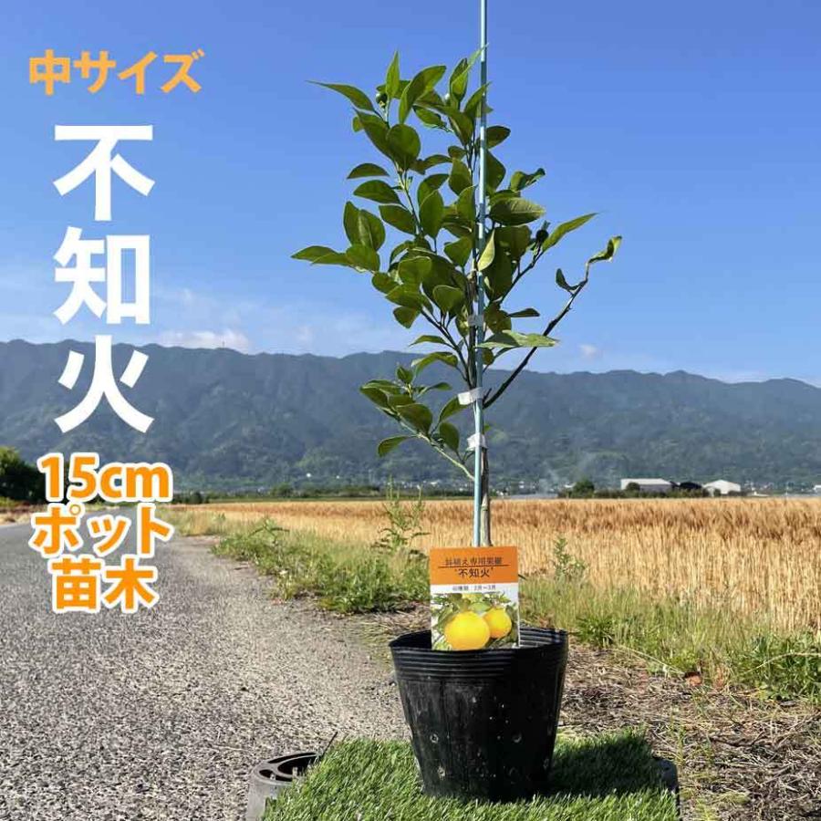 超特価激安 デコポン 不知火 苗木 ベランダで育成 ２年生 鉢植え 接ぎ木苗 ポット植え 中 15cmポット 柑橘 果樹 家庭菜園 果物 フルーツ 甘い 美味しい しらぬい Aynaelda Com