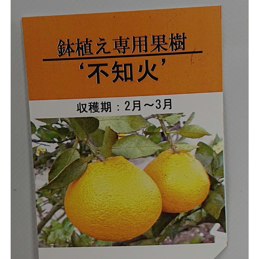 【3本セット】デコポン 不知火 苗木【ベランダで育成】鉢植え 接ぎ木苗 ポット植え［小］9cmポット 柑橘 果樹 家庭菜園 果物 フルーツ 甘い  美味しい しらぬい