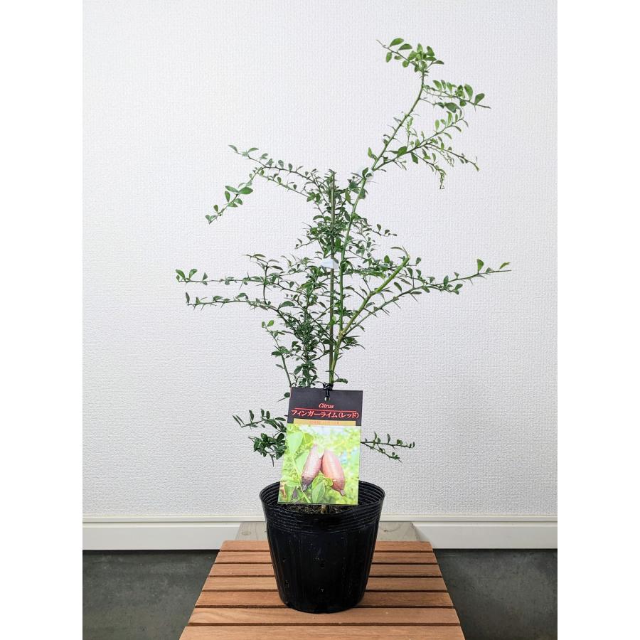 オーストラリアンブラッドライム【ベランダで育成】 鉢植え オーストラリアンブラッドライム【ベランダで育成】 鉢植え