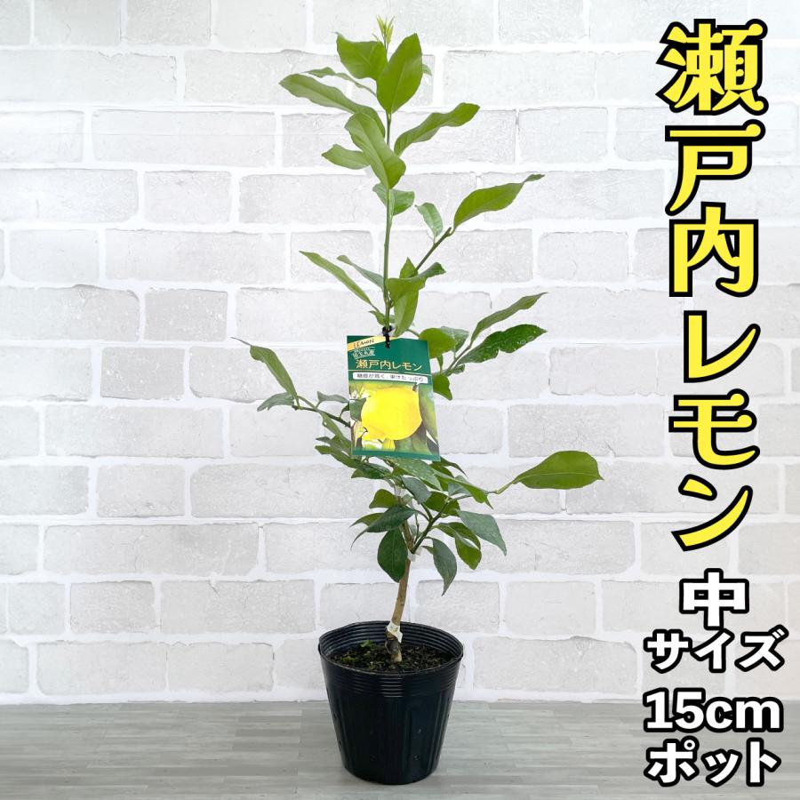 レモン 苗木 瀬戸内レモン 広島レモン ベランダで育成 鉢植え 接ぎ木苗 ポット植え 中 15cmポット 柑橘 果樹 果物 れもん Nhl0610rm かみはる園芸 通販 Yahoo ショッピング