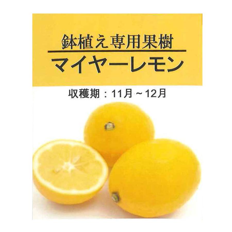 レモン 苗 苗木 マイヤー ベランダで育成 一本でで実がなる 簡単 家庭菜園 檸檬 Lemon 小 柑橘 果樹 れもん Nlm0011rs かみはる園芸 通販 Yahoo ショッピング