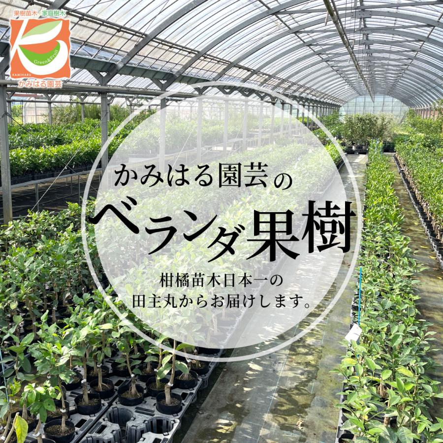 レモン 苗 リスボン 【ベランダで育成】2年生苗 鉢植え 接木 レモン 苗 リスボン 【ベランダで育成】2年生苗 鉢植え 接木