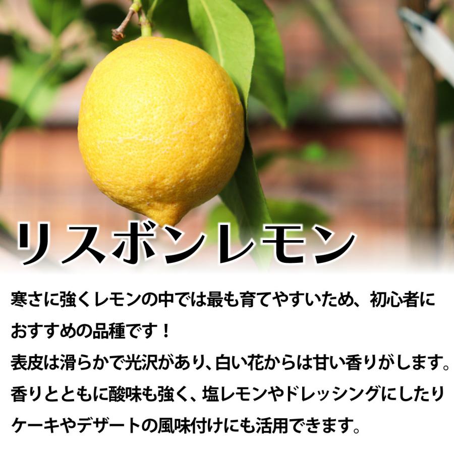 レモン 苗 リスボン 【ベランダで育成】2年生苗 鉢植え 接木 レモン 苗 リスボン 【ベランダで育成】2年生苗 鉢植え 接木