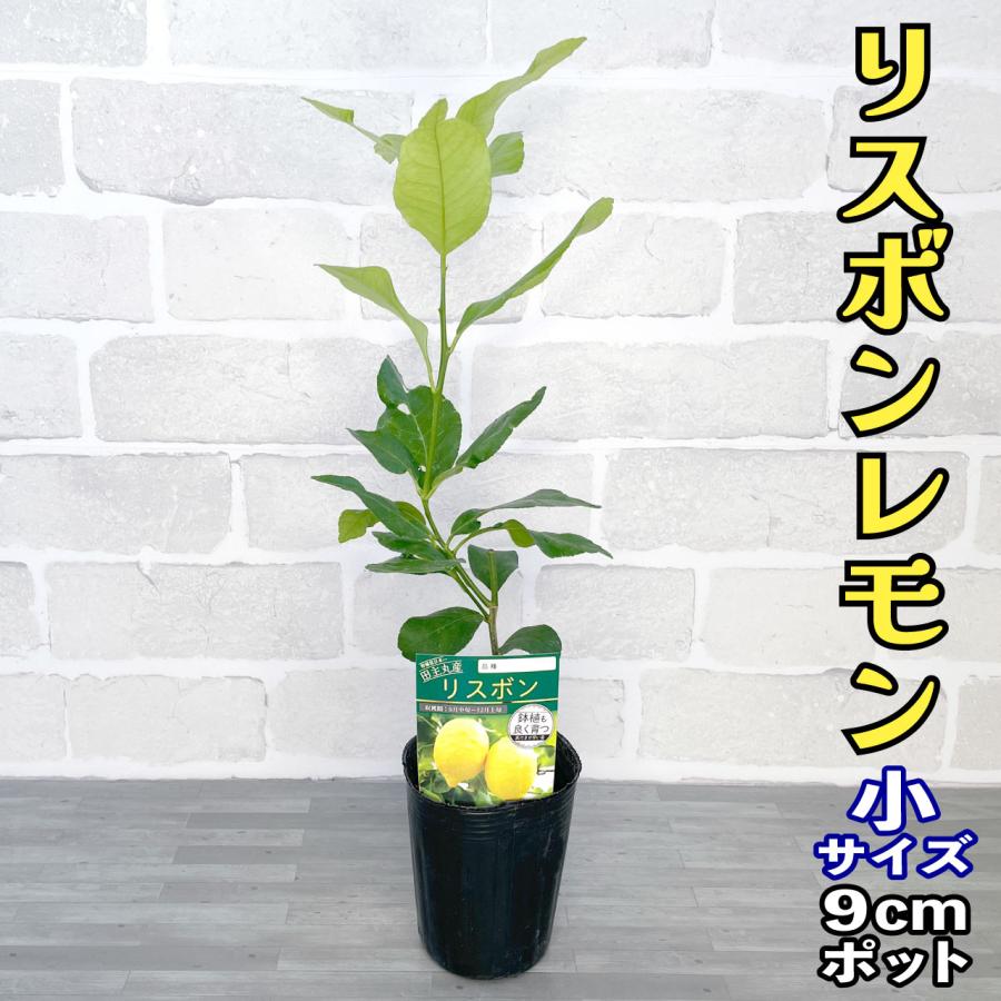 レモン 苗木 リスボン ベランダで育成 鉢植え 家庭菜園 簡単 檸檬 Lemon 小 柑橘 果樹 れもん Nlm012rs かみはる園芸 通販 Yahoo ショッピング