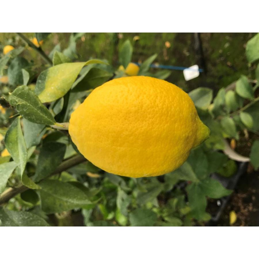 レモン 苗木 リスボン ベランダで育成 鉢植え 家庭菜園 簡単 檸檬 Lemon 小 柑橘 果樹 れもん Nlm012rs かみはる園芸 通販 Yahoo ショッピング