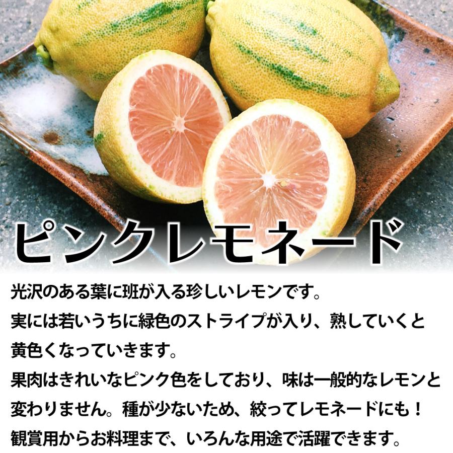 ピンクレモネード レモン 苗木【ベランダで育成】鉢植え 接ぎ木 ピンクレモネード レモン 苗木【ベランダで育成】鉢植え 接ぎ木