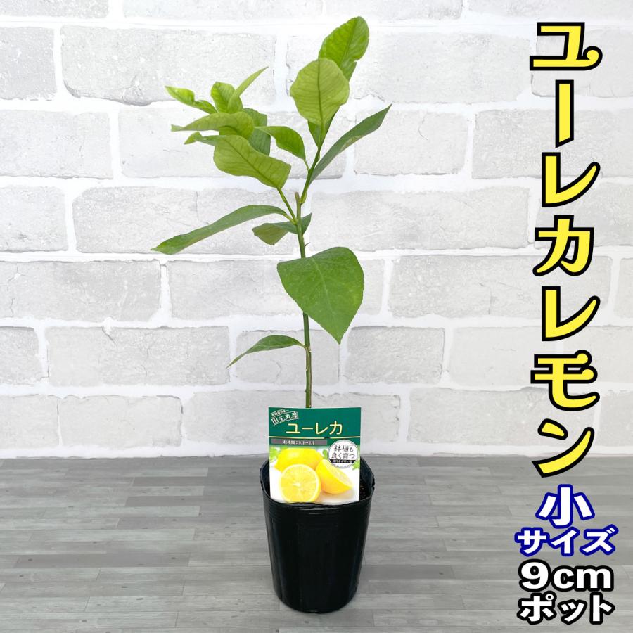 レモン 苗木 ユーレカ【ベランダで育成】鉢植え 接ぎ木苗 [小 レモン 苗木 ユーレカ【ベランダで育成】鉢植え 接ぎ木苗 [小