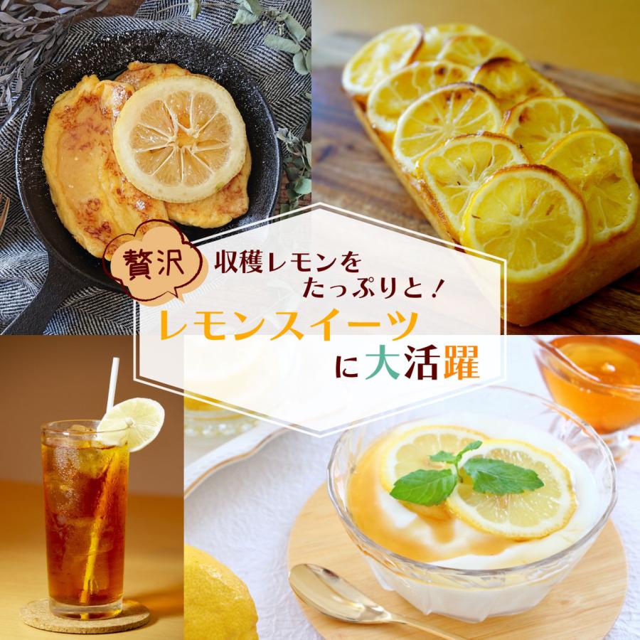 レモン 苗木 ユーレカ【ベランダで育成】鉢植え 接ぎ木苗 [小] 9cm
