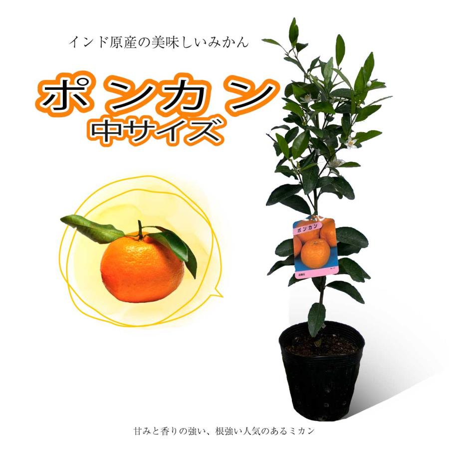 在庫確認花苗あり（1️⃣）みかんさん専用 みかん 苗木 ポンカン【ベランダで育成】鉢植え 接ぎ木苗 ポット植え