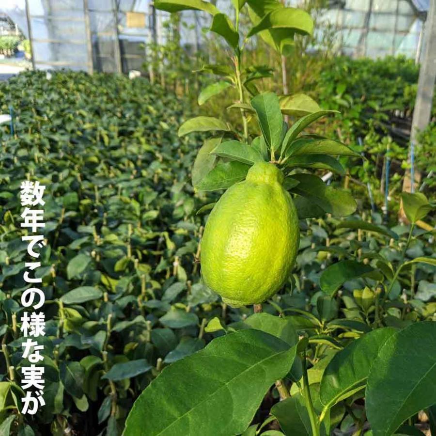 璃の香 りのか レモン 苗木 ベランダで育成 ２年生苗 鉢植え 接ぎ木苗 ポット植え 中 柑橘 果樹 Nrk151rm かみはる園芸 通販 Yahoo ショッピング