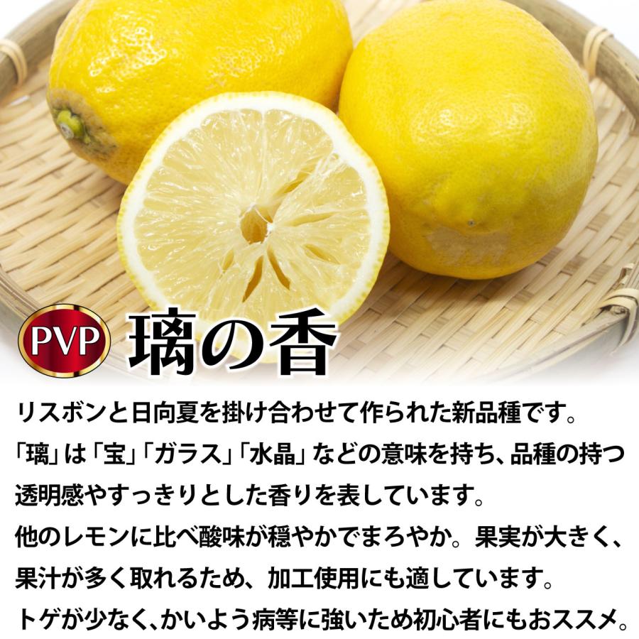 レモン 苗木 璃の香 (PVP) [小] 9cmポット 【ベランダで育成】 1年生苗