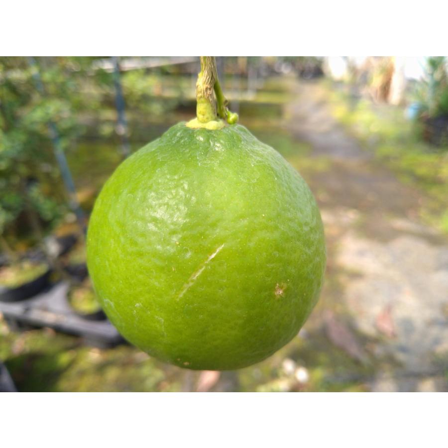 ライム らいむ 苗木 ベランダで育成 ２年生苗 鉢植え 接ぎ木苗 ポット植え 中 柑橘 果樹 15cmポット 家庭菜園 簡単 タヒチライム Nrm171rm かみはる園芸 通販 Yahoo ショッピング