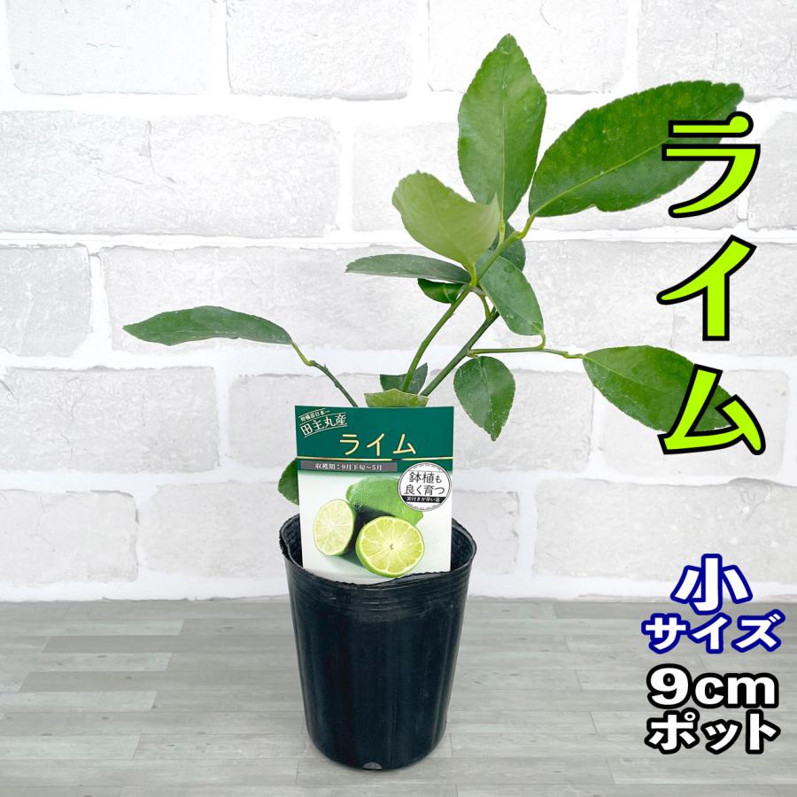 ライム らいむ 苗木【1本で実る】鉢植え 接ぎ木苗 ポット植え ライム らいむ 苗木【1本で実る】鉢植え 接ぎ木苗 ポット植え
