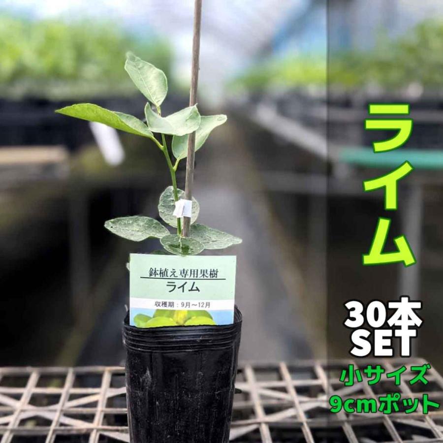 【30本セット】ライム 苗木 【ベランダで育成】 鉢植え 接ぎ木苗 ポット植え ［小］ 柑橘 果樹 9cmポット タヒチライム