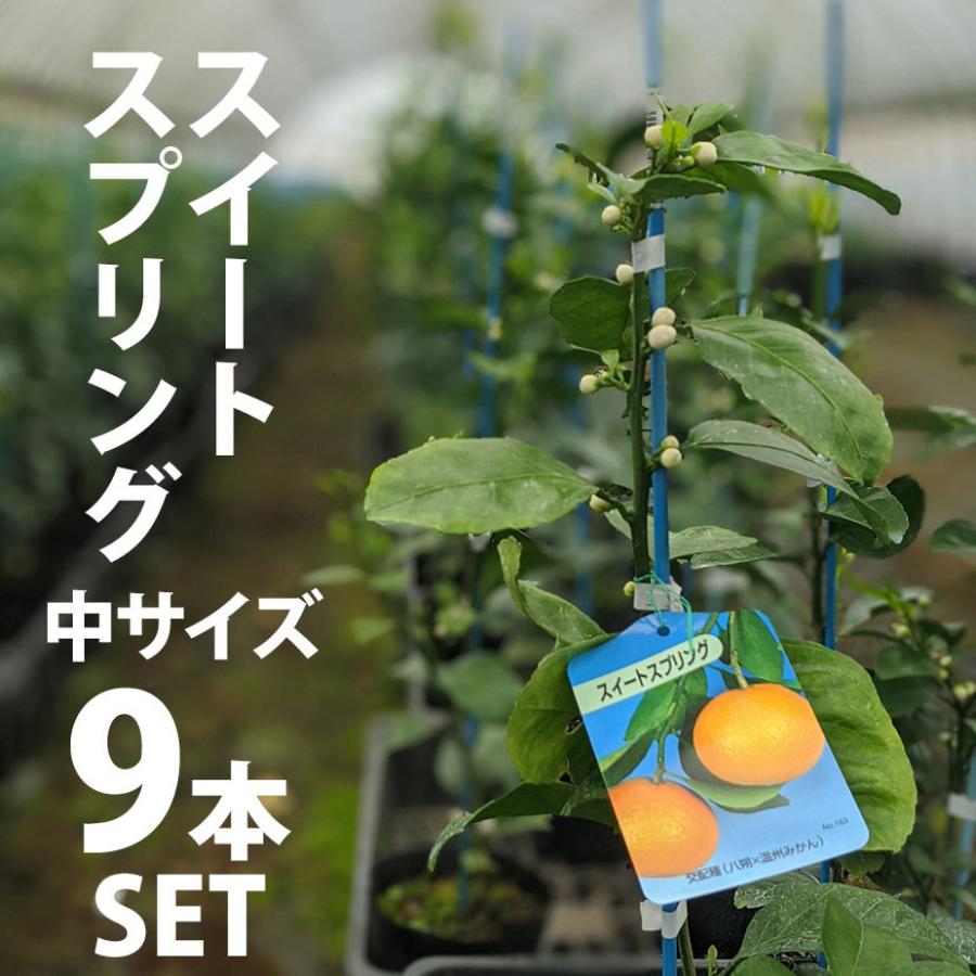 【9本セット】 みかん スイートスプリング 苗木 【ベランダで育成】 鉢植え 接ぎ木苗 ポット植え ［中］ 果樹