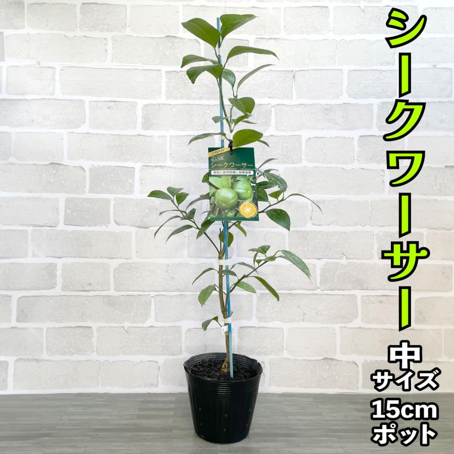 シークワーサー 苗木【ベランダで育成】 ２年生 鉢植え 接ぎ木苗 ポット植え［中］15cmポット 柑橘 果樹 家庭菜園 果物 フルーツ シークァーサー シークヮーサー｜kamiharu-engei