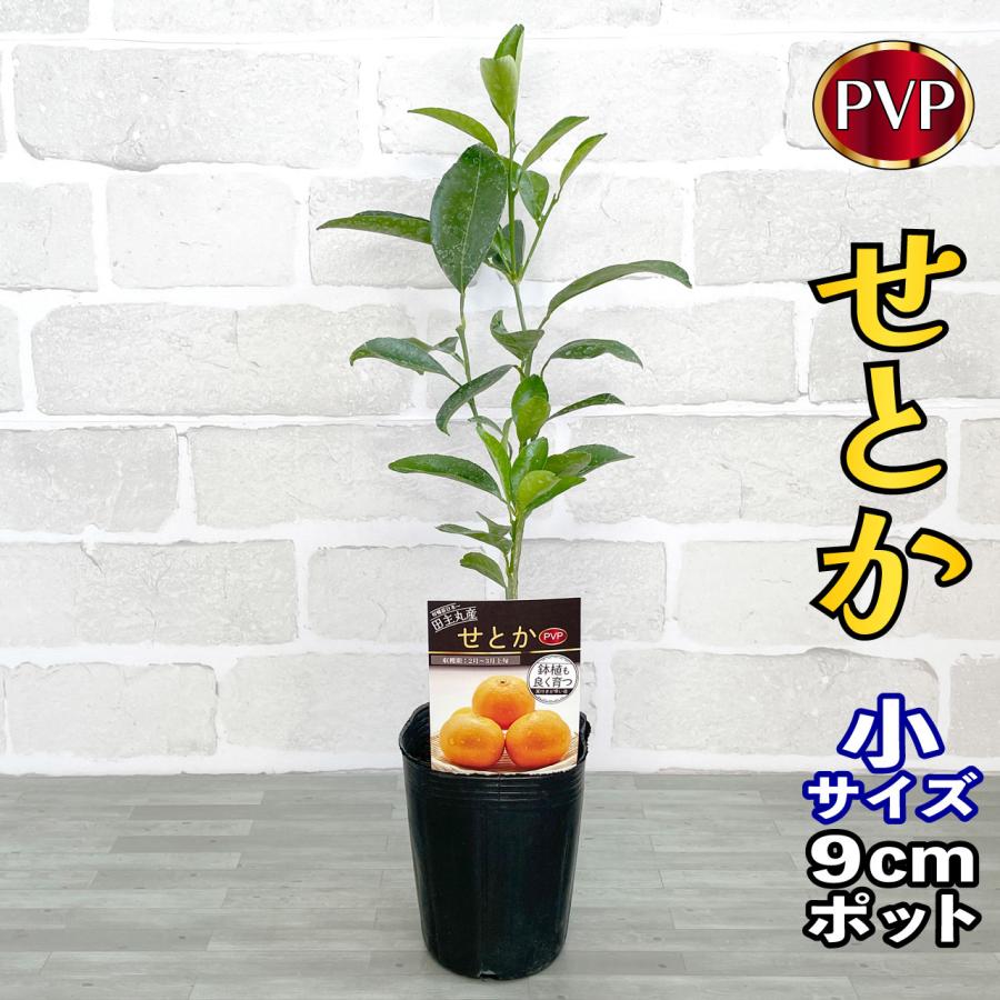 みかん 苗木 せとか (PVP) [小] 9cmポット 【ベランダで育成】1年生苗