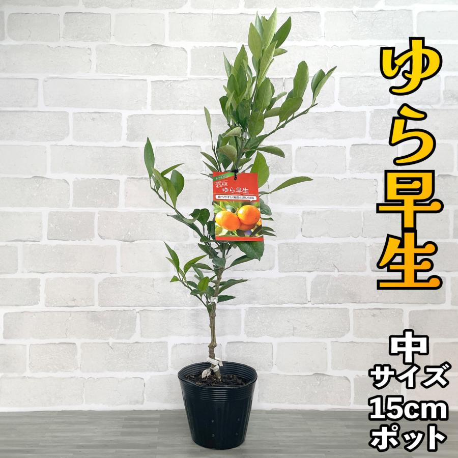 みかん 苗木 ゆら早生 【ベランダで育成】 鉢植え 接ぎ木苗 [中