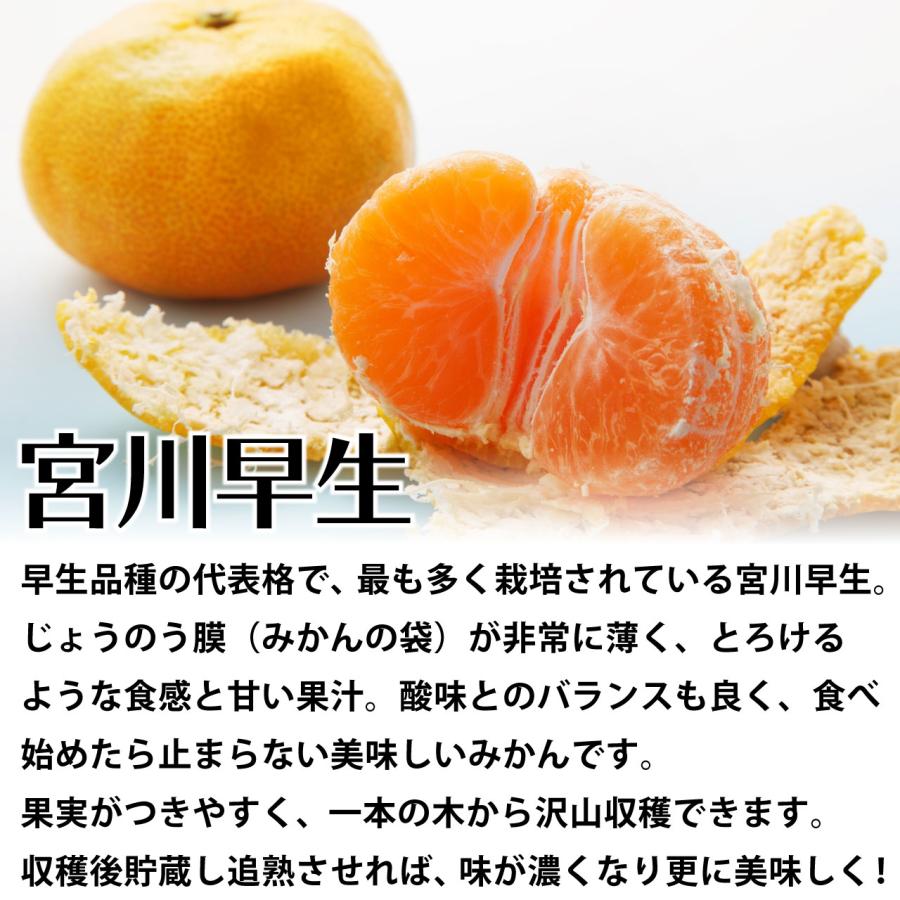 みかん 苗木 宮川早生 [中] 15cmポット 【ベランダで育成】 2年生苗 5