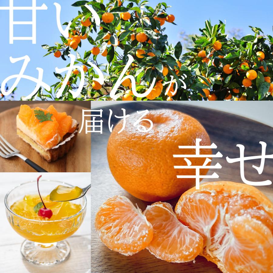 温州みかん 苗木 青島 [小] 9cmポット 【ベランダで育成】 1年生苗 3号