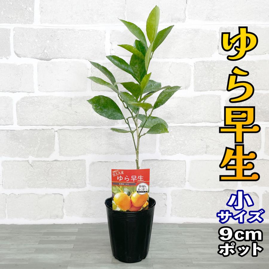 温州みかん 苗木 ゆら早生 [小] 9cmポット 【ベランダで育成】1年生苗