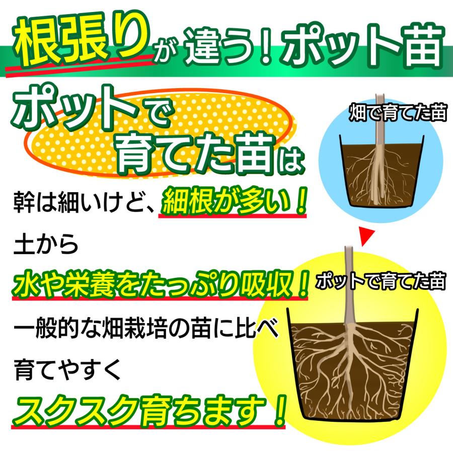温州みかん 苗木 ゆら早生 [小] 9cmポット 【ベランダで育成】1年生苗