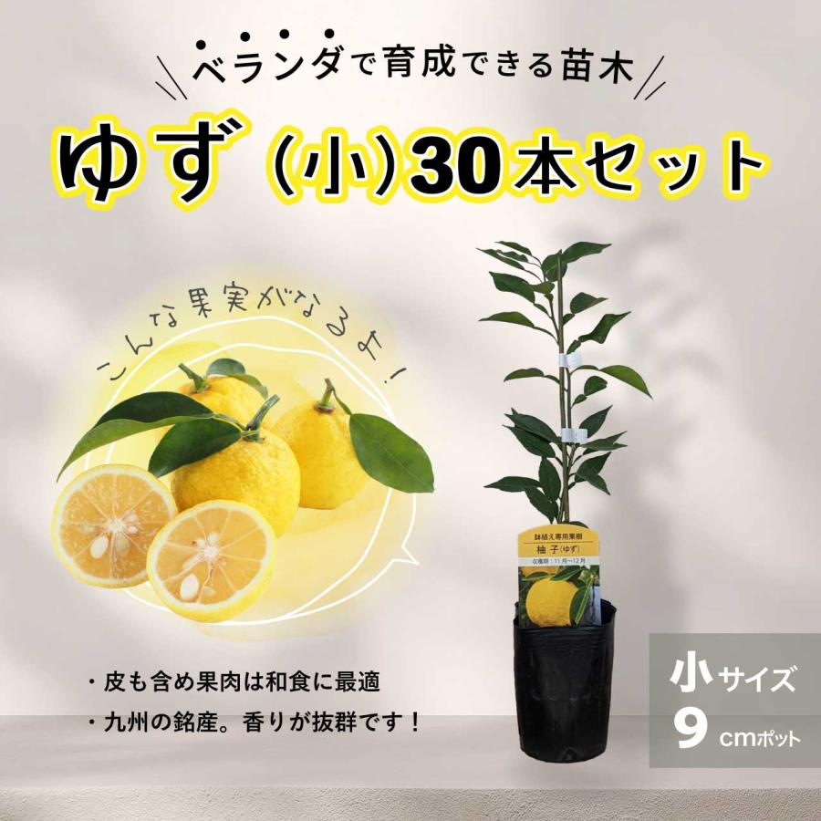 柚子（ゆず）苗木 柑橘 鉢植え 接ぎ木苗 9cmポット［小］ 果樹u3000本