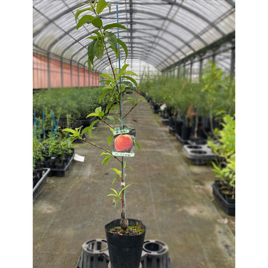 もも 苗木 さくひめ おうちで育成 鉢植え 接ぎ木苗 中 15cmポット 桃 モモ 家庭菜園 果樹苗 一本で実がなる 果物 フルーツ 育てる Pc111shm1 かみはる園芸 通販 Yahoo ショッピング