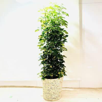 激安新品大特価 おしゃれ 観葉植物 シェフレラ ホンコン カポック 鉢 カバー付 大型佐川便配送 在庫処分セール Pceamukinyi Com