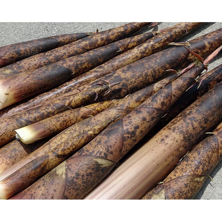 クール便 和歌山産 天然物 まだけ(真竹・マダケ)約4kg たけのこ
