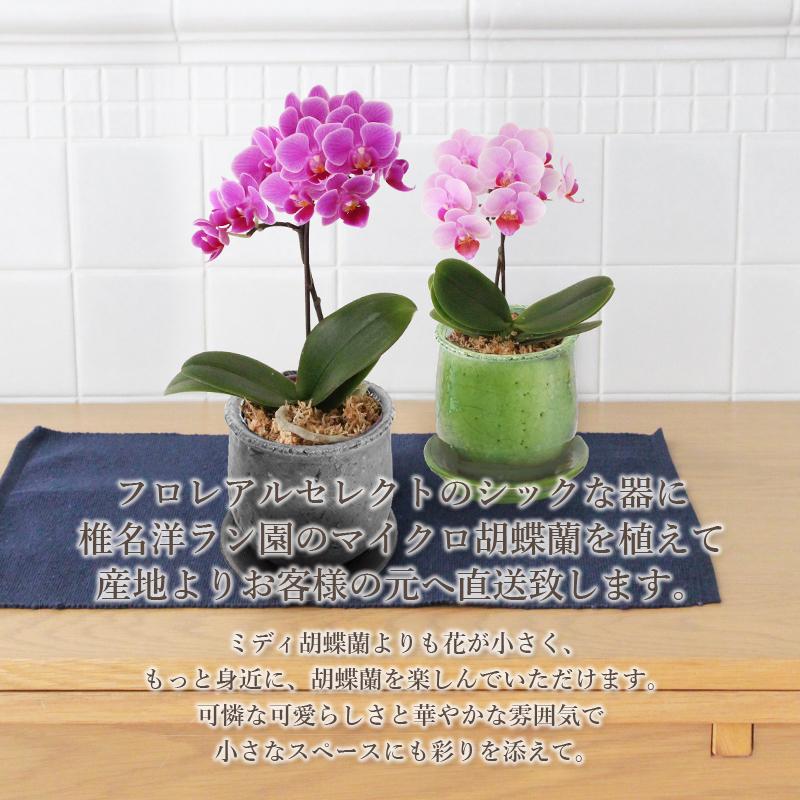 パレフローラピンク 胡蝶蘭 アートフラワー鉢花 約30cm 胡蝶蘭 お祝い ピンクバラ プリザーブドフラワー入り 花束風