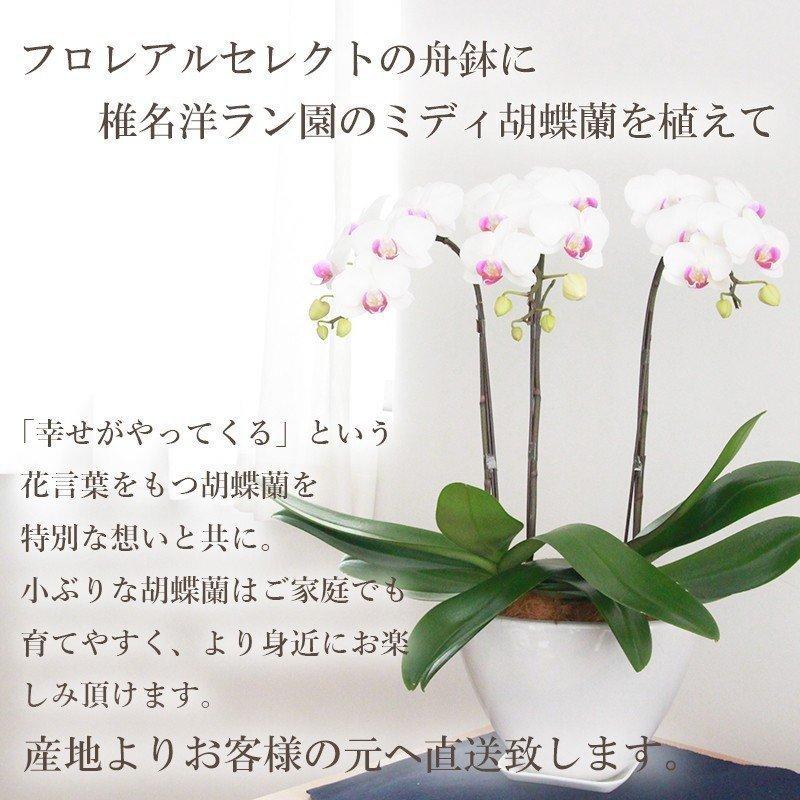 FLOREAL（フロレアル） 花 ギフト 誕生日 ミディ 胡蝶蘭 舟鉢 3本立
