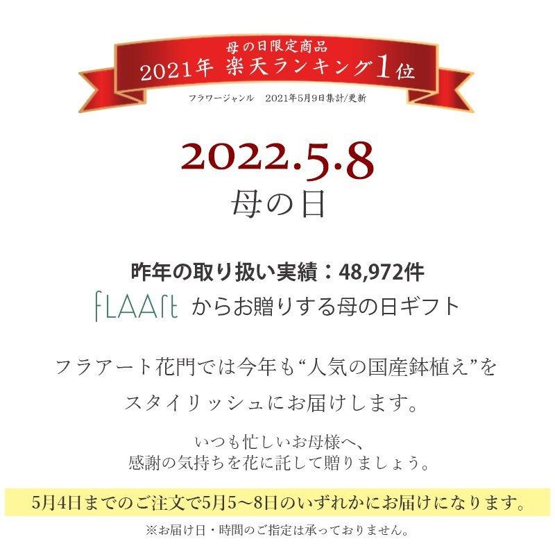 遅れてごめんね 母の日ギフト 22 送料無料 つるバラ 鉢植え 真珠貝 マダガスカルジャスミン マーガレット 花鉢 母の日 花 フラワー 510 10 フロレアルonlineshop東京 通販 Yahoo ショッピング